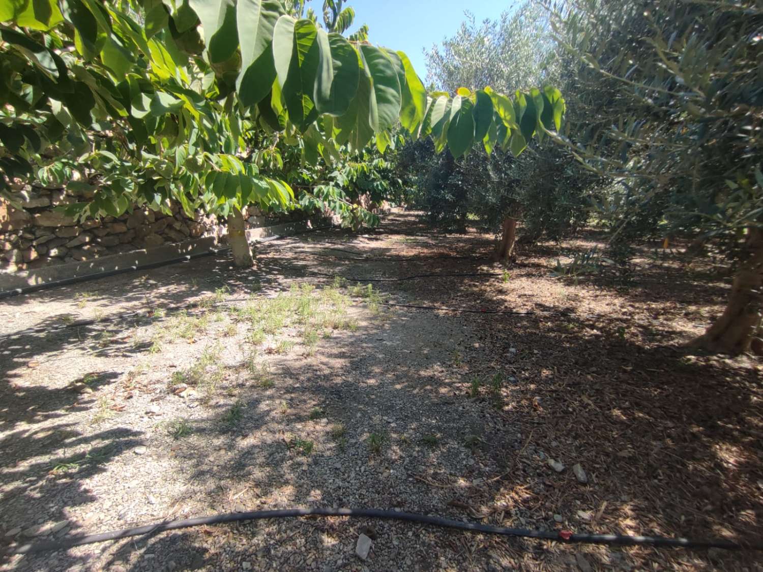 7 marshes of land for sale with farmhouse and corral