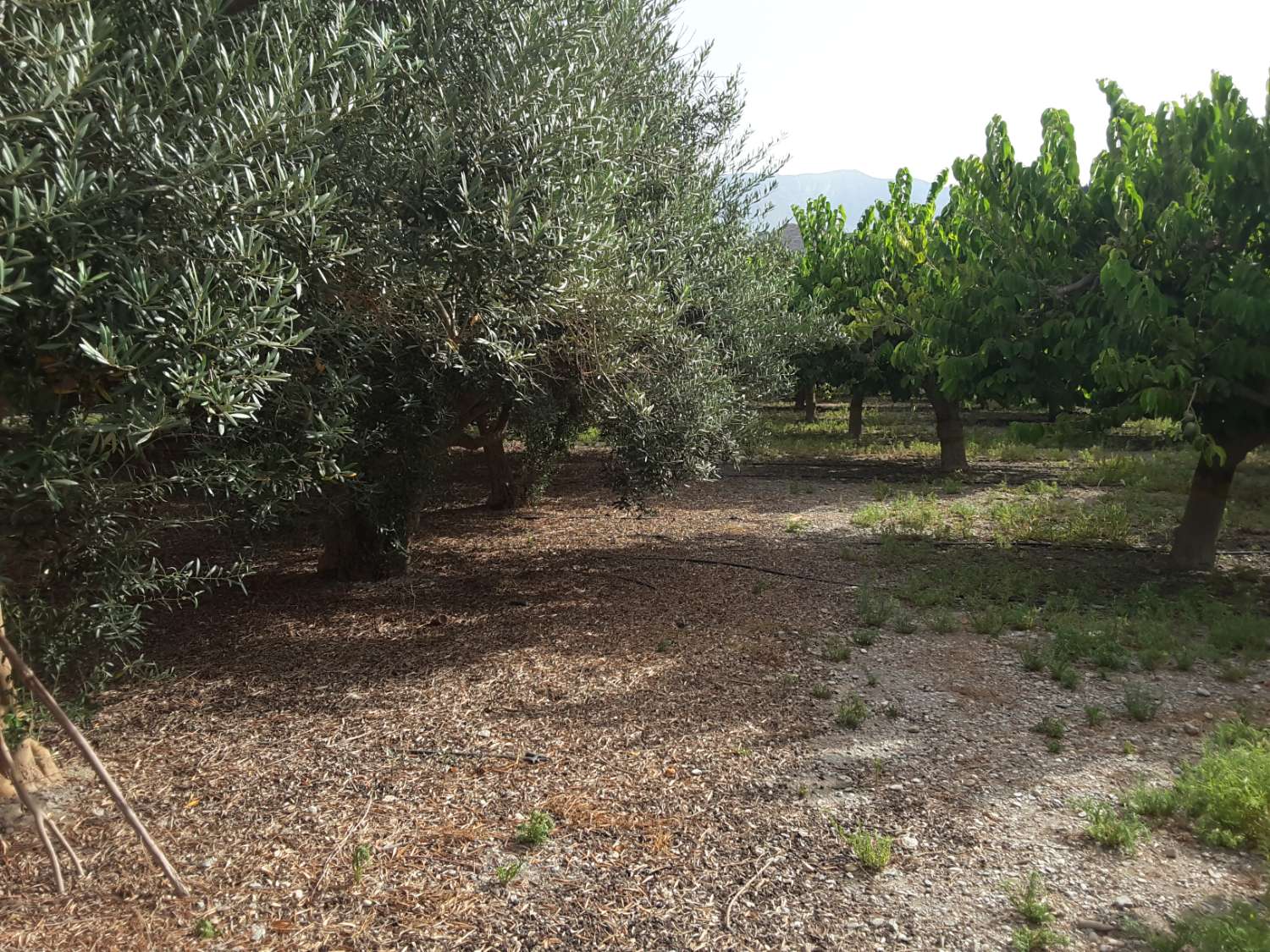 7 marshes of land for sale with farmhouse and corral