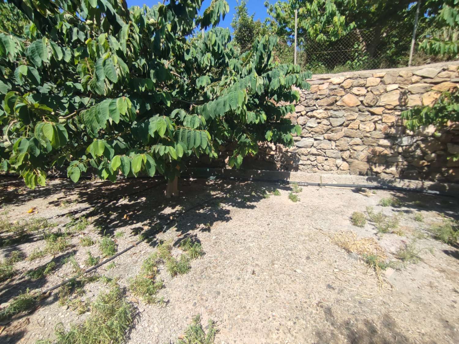 7 marshes of land for sale with farmhouse and corral
