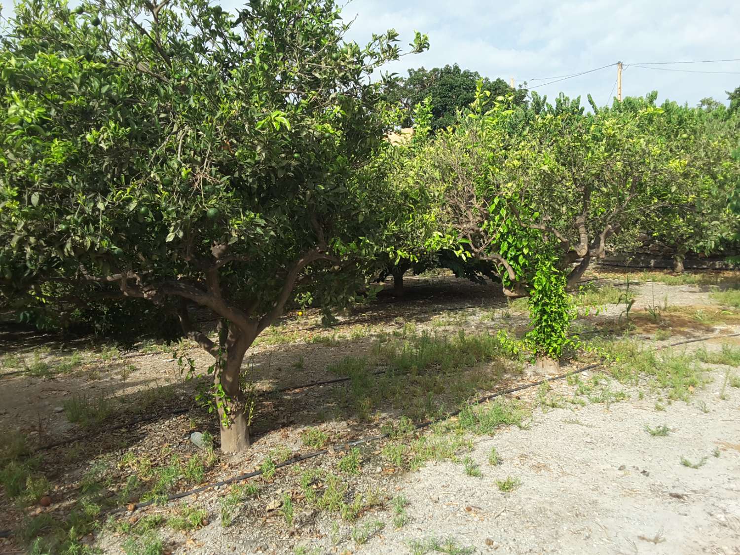7 marshes of land for sale with farmhouse and corral