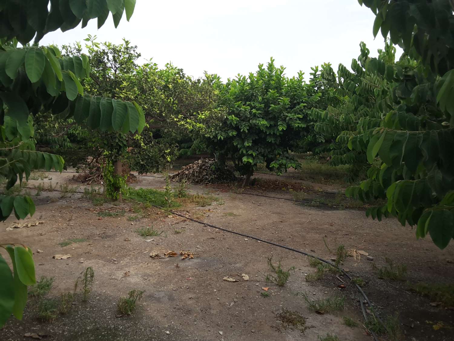 7 marshes of land for sale with farmhouse and corral